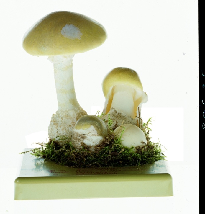 Pilzmodell Grüner Knollenblätterpilz