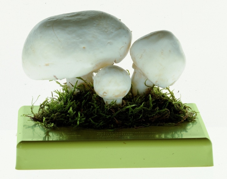 Pilzmodell Wiesenchampignon, Feldegerling