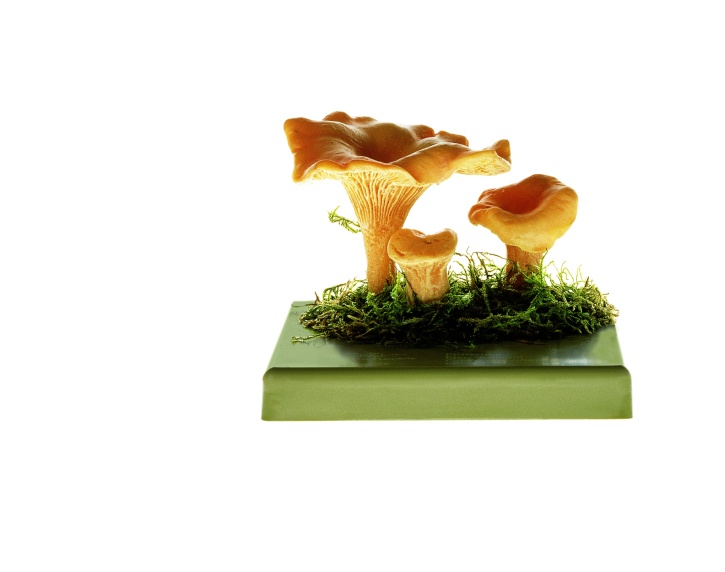 Pilzmodell Pfifferling, Eierschwamm