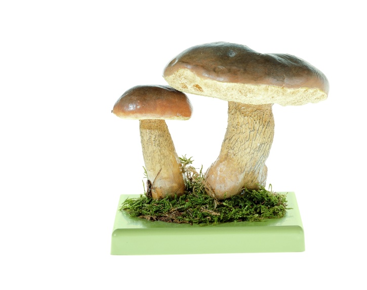 Pilzmodell Gallenröhrling