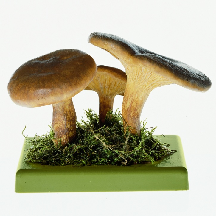 Pilzmodell Kahler Krempling