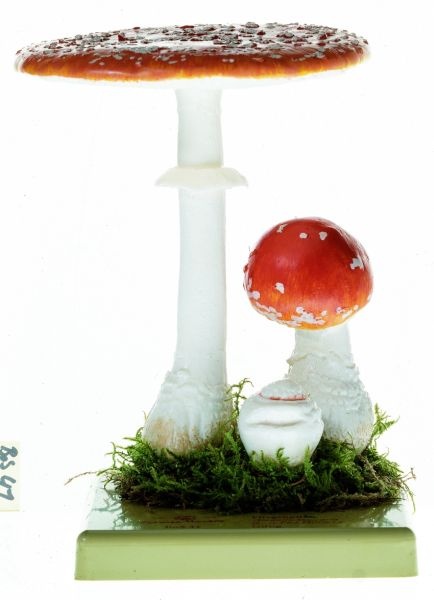 Pilzmodell Fliegenpilz