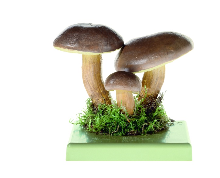 Pilzmodell Marone / Maronenröhrling