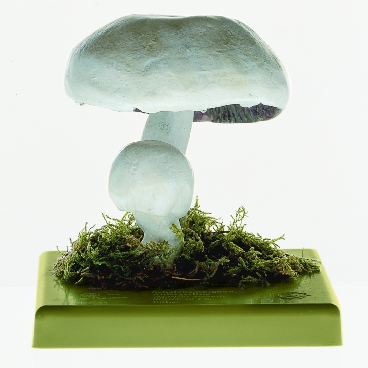 Pilzmodell - Schafchampignon