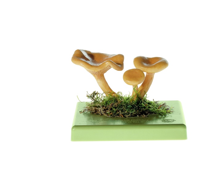 Pilzmodell Falscher Pfifferling