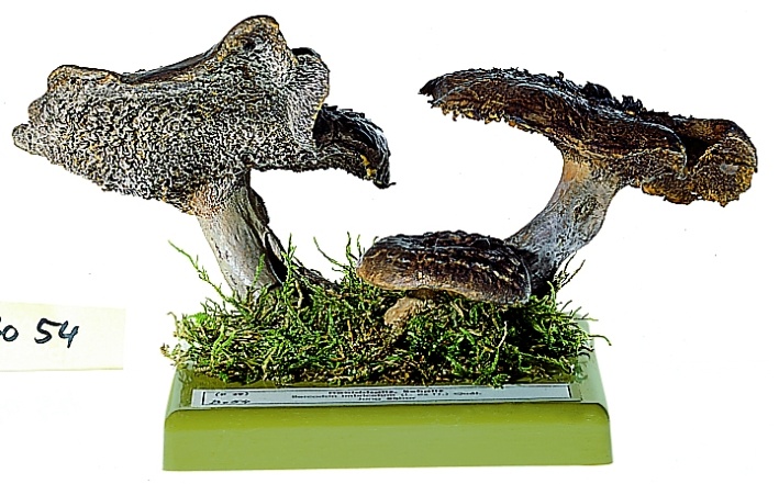 Pilzmodell Habichtpilz