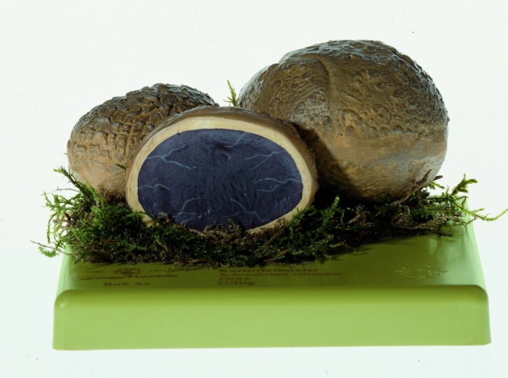 Pilzmodell Kartoffelbovist