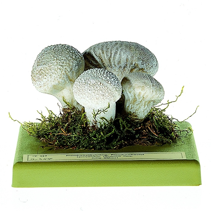 Pilzmodell Flaschenstäubling