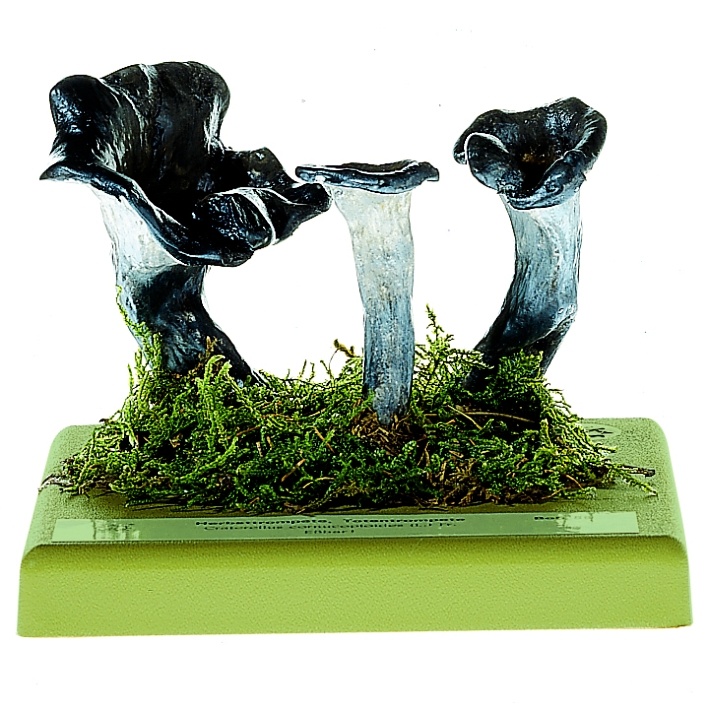 Pilzmodell Herbsttrompete