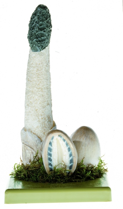 Pilzmodell Stinkmorchel