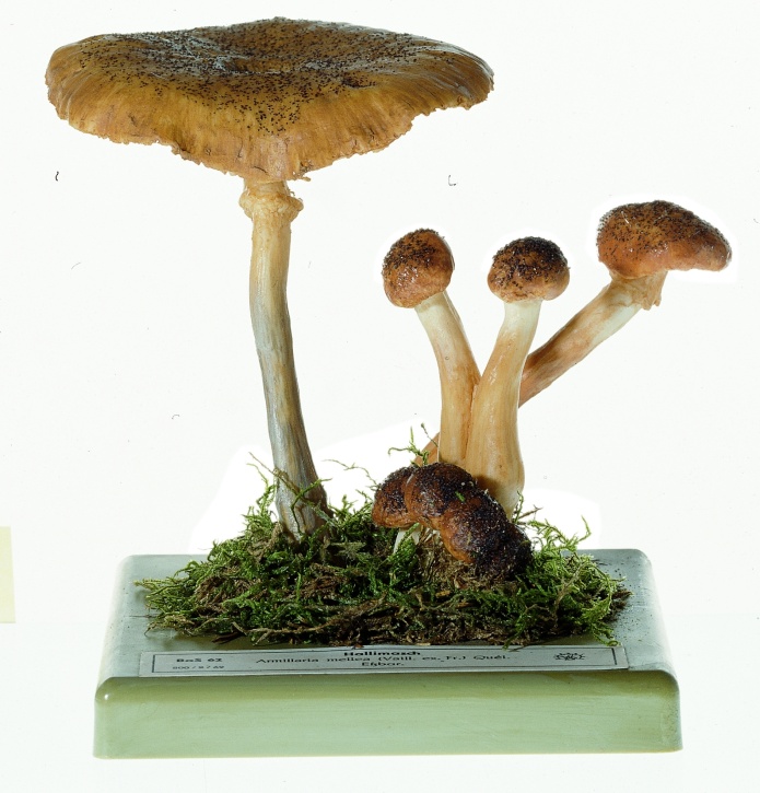 Pilzmodell Hallimasch