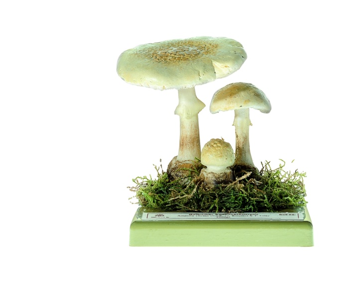 Pilzmodell Gelblicher Knollenblätterpilz