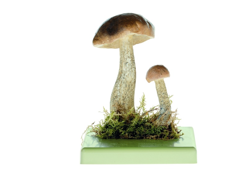 Pilzmodell Birkenpilz