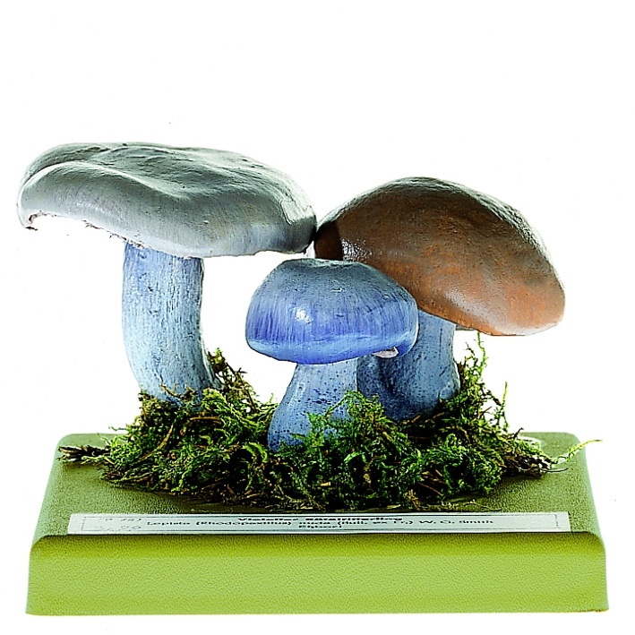 Pilzmodell Violetter Rötelritterling