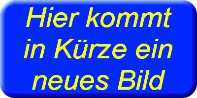 Ganzpräparat Elster Ganzpräparat Elster