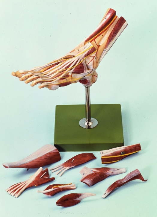 Muskelfuss, natürliche Größe