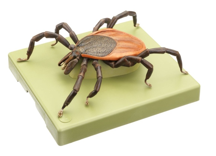 Modell vom Gemeinen Holzbock