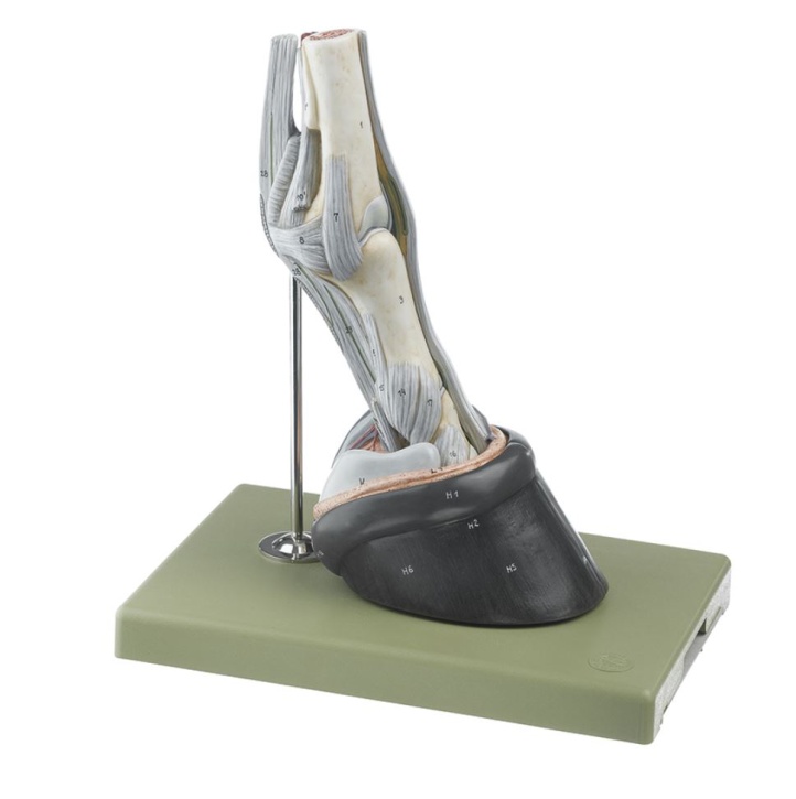 Rechter Vorderfuss des Pferdes mit Bandapparat, Gefässen und Nerven