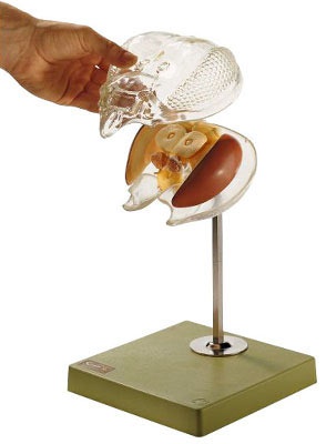 Modell vom Bienengehirn mit transparenter Kopfkapsel