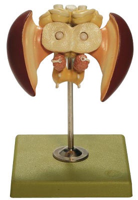 Modell vom Bienengehirn