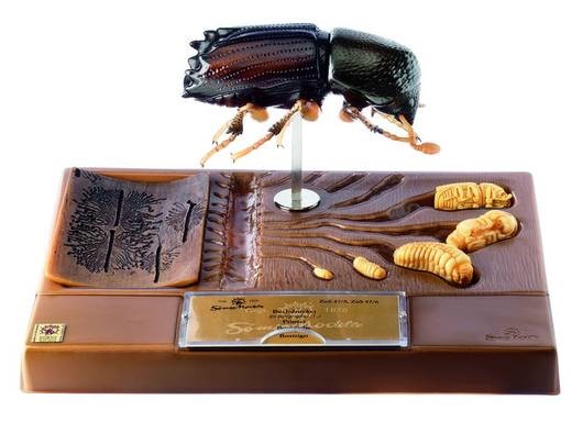 Modell Borkenkäfer - Entwicklung