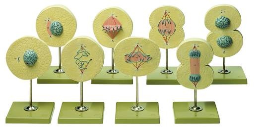 Modell Zellteilung, vergrößert