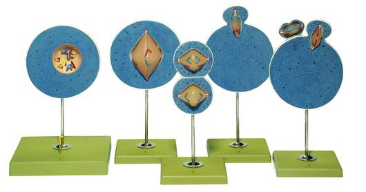 Modell Kernphasenwechsel Meiose