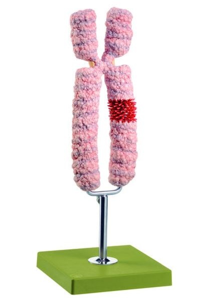 Modell Chromosomen, unzerlegbar