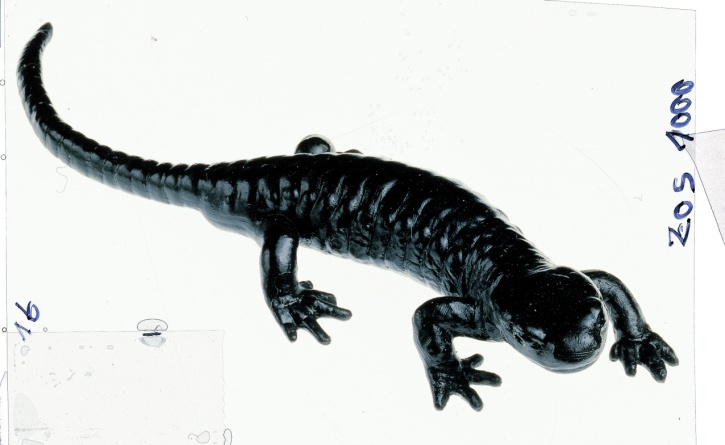 Modell Alpensalamander, Lebensechte Tierplastik