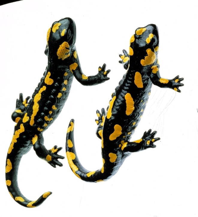 Modell Gefleckter Feuersalamander, männlich