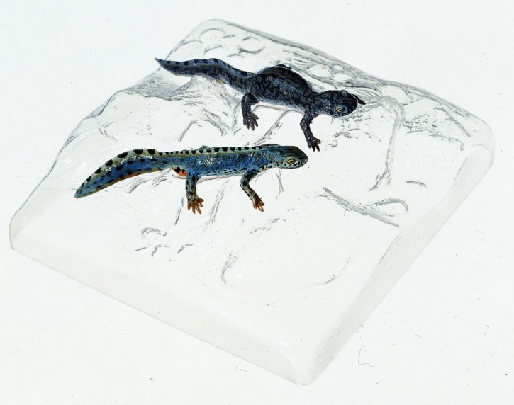 Modell Berg- oder Alpenmolch. Männchen/Weibchen in Wassertracht