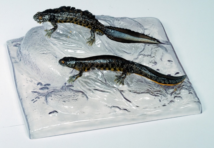 Modell Kammmolch. männlich und weiblich