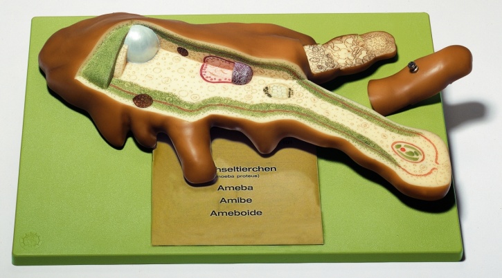 Modell Wechseltierchen