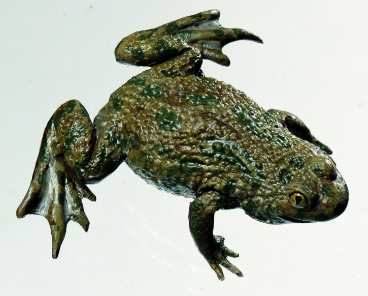 Modell Rotbauchunke, Bombina bombina