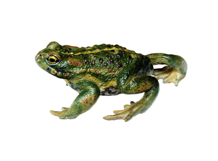 Modell Kreuzkröte, Bufo calamita