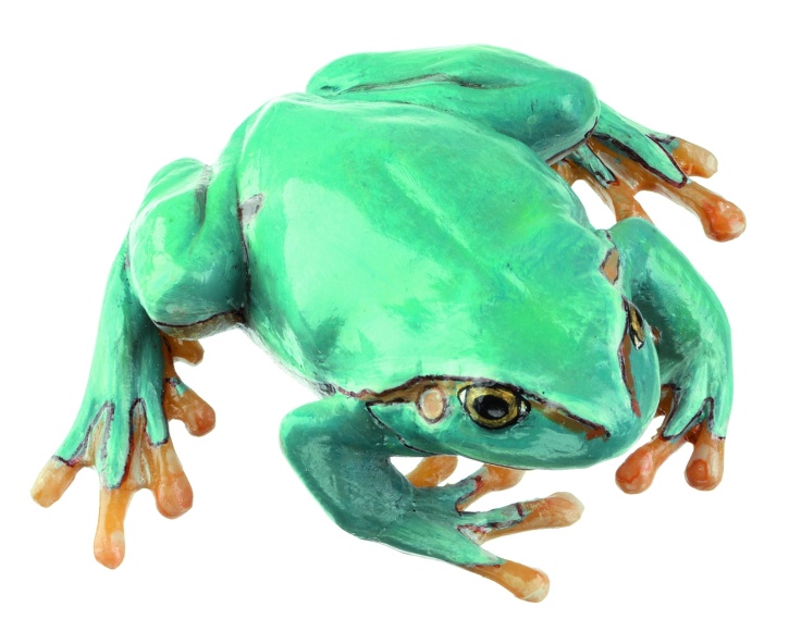 Modell Europäischer Laubfrosch