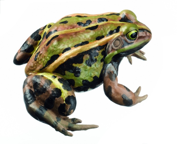 Modell Kleiner Teichfrosch, Rana lessonae