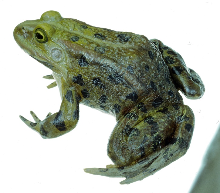 Modell Seefrosch, Rana ridibunda