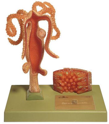 Modell Süßwasserpolyp