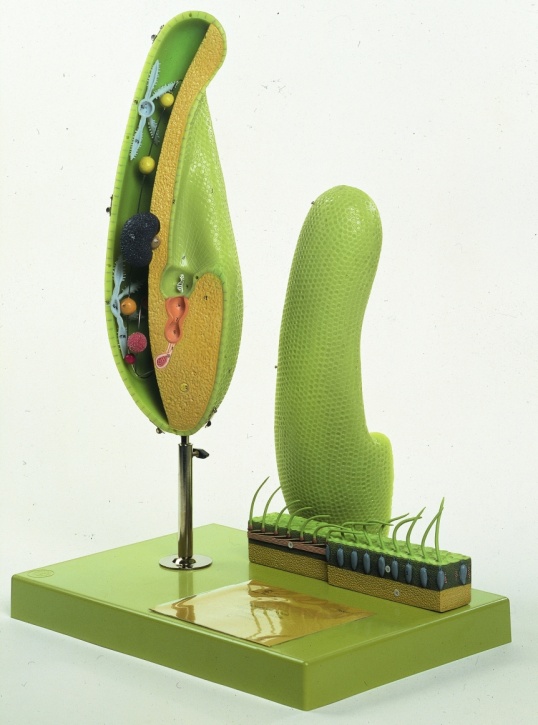 Modell Pantoffeltierchen