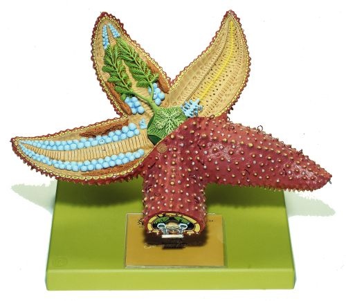 Modell Gemeiner Seestern