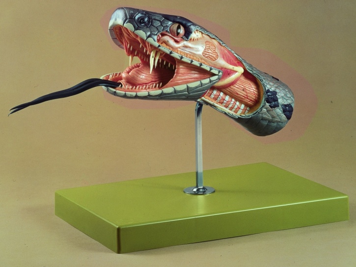Modell Anatomie des Schlangenkopfes/ Giftschlangenschädel