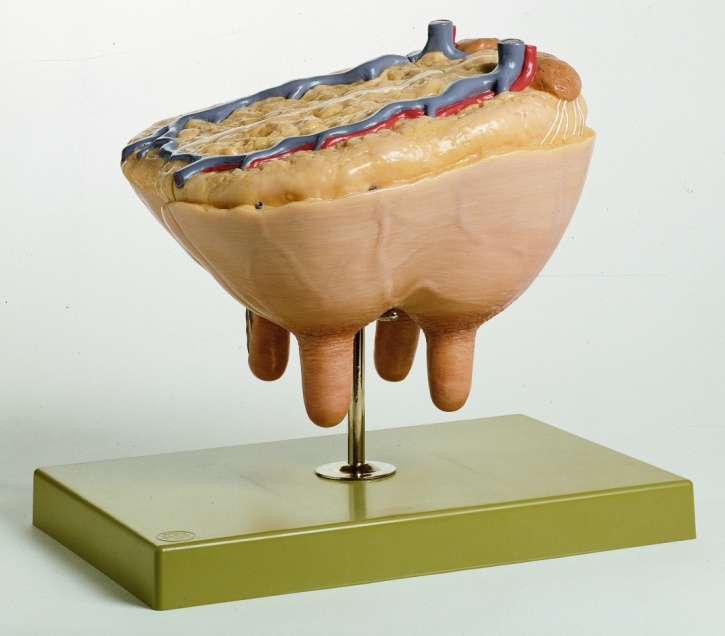 Modell Kuheuter, natürliche Größe