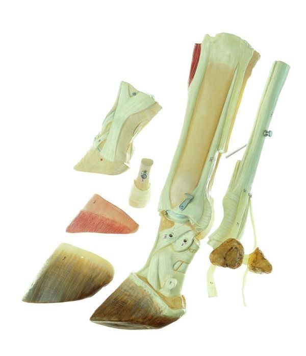 Modell Rinderfuß, Naturabguß