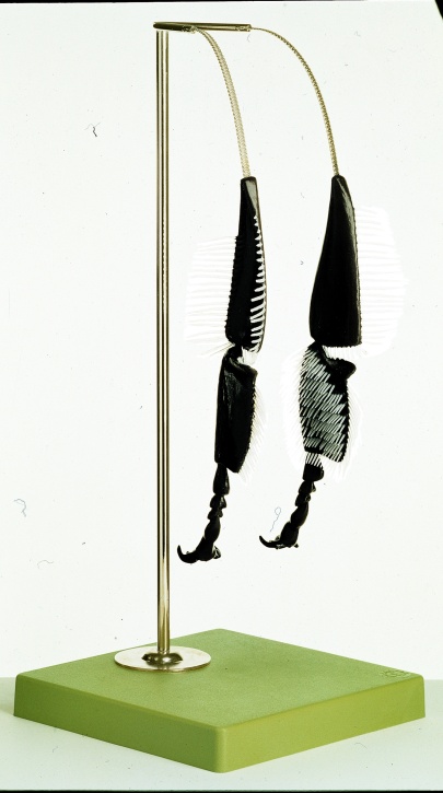 Modell der Bienenhinterbeine, Funktionsmodell