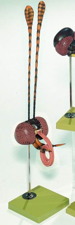 Modell Schmetterlingskopf