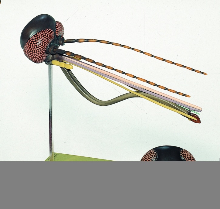 Modell Stechmückenkopf