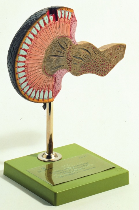 Modell Komplex- oder Facettenauge