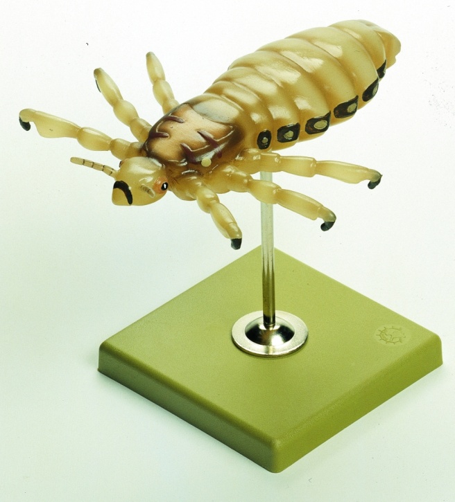 Modell Kopflaus