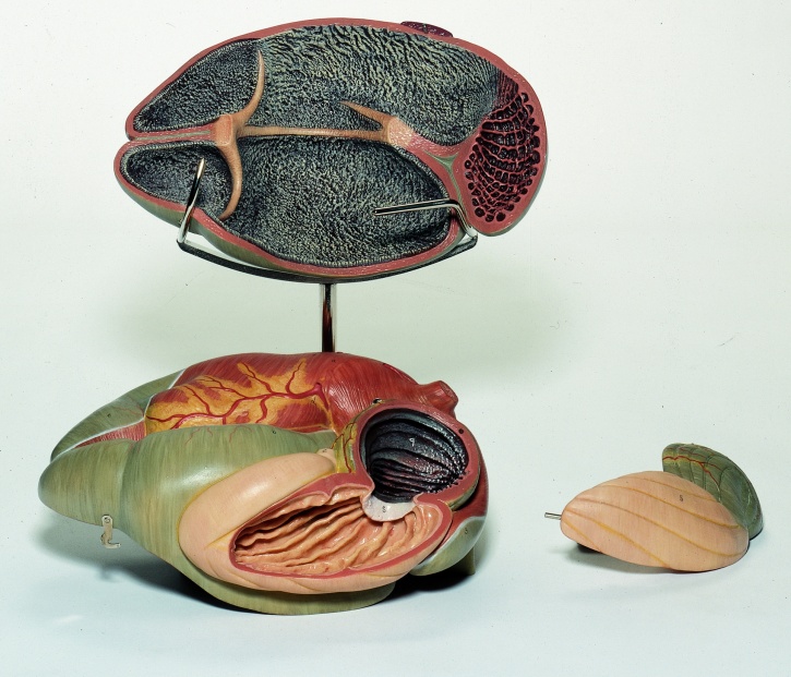 Modell Wiederkäuermagen des Rindes